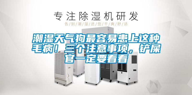 潮濕天氣狗最容易患上這種毛??！三個(gè)注意事項(xiàng)，鏟屎官一定要看看