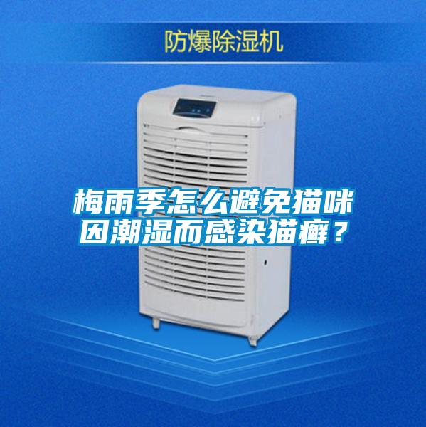 梅雨季怎么避免貓咪因潮濕而感染貓癬？