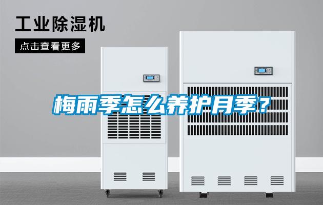 梅雨季怎么養護月季?